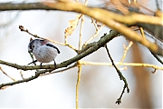 Staartmees-20250308g14401A1A3260atcrfb-De-Krochten.jpg