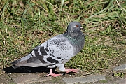 Stadsduif-20241004g14401A1A8556acrfb-Hogerwaardpolder.jpg