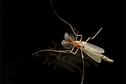 Filename=Steekmug-Chaoborus-crystalinus-20140515g800a.jpg
Filesize=153KiB
Dimensions=800x600
Date added=May 17, 2014 Steekmug-Chaoborus-crystalinus-20140515g800a.jpg