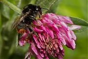 Steenhommel-20130518g800IMG_5492anp.jpg