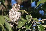 Filename=Steenuil-20180914g1280YSXX2806a.jpg
Filesize=719KiB
Dimensions=1280x960
Date added=Sep 14, 2018 Steenuil-20180914g1280YSXX2806a.jpg