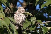 Filename=Steenuil-20180914g1280YSXX2810a.jpg
Filesize=749KiB
Dimensions=1280x960
Date added=Sep 14, 2018 Steenuil-20180914g1280YSXX2810a.jpg