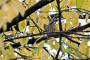 Filename=Steenuil-20181110g1280YSXX2851a.jpg
Filesize=813KiB
Dimensions=1280x960
Date added=Nov 10, 2018 Steenuil-20181110g1280YSXX2851a.jpg