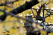 Filename=Steenuil-20181110g1280YSXX2856a.jpg
Filesize=664KiB
Dimensions=1280x960
Date added=Nov 10, 2018 Steenuil-20181110g1280YSXX2856a.jpg