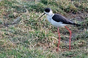 Steltkluut-20250414g14401A1A6121bcrfb-Yerseke.jpg
