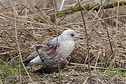 Stormmeeuw-20170317g1280YSXX7354a.jpg