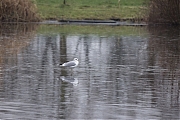 Stormmeeuw-20240113g14401A1A5687botcrfb-Leemkuiilen.jpg