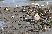 Filename=Strandleeuwerik-20190121g1280aYSXX4267.jpg
Filesize=945KiB
Dimensions=1280x960
Date added=Jan 22, 2019 Strandleeuwerik-20190121g1280aYSXX4267.jpg