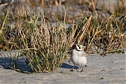 Filename=Strandleeuwerik-20190121g1280aYSXX4269.jpg
Filesize=1065KiB
Dimensions=1280x960
Date added=Jan 22, 2019 Strandleeuwerik-20190121g1280aYSXX4269.jpg