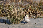 Strandleeuwerik-20190121g1280aYSXX4269.jpg