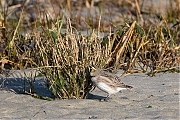 Filename=Strandleeuwerik-20190121g1280aYSXX4274.jpg
Filesize=1097KiB
Dimensions=1280x960
Date added=Jan 22, 2019 Strandleeuwerik-20190121g1280aYSXX4274.jpg