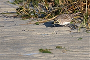 Filename=Strandleeuwerik-20190121g1280aYSXX4275.jpg
Filesize=971KiB
Dimensions=1280x960
Date added=Jan 22, 2019 Strandleeuwerik-20190121g1280aYSXX4275.jpg