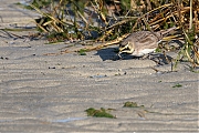 Strandleeuwerik-20190121g1280aYSXX4275.jpg