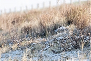 Filename=Strandleeuwerik-20190121g1280aYSXX4317.jpg
Filesize=824KiB
Dimensions=1280x960
Date added=Jan 22, 2019 Strandleeuwerik-20190121g1280aYSXX4317.jpg