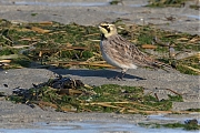 Filename=Strandleeuwerik-20190121g1280cYSXX4227.jpg
Filesize=957KiB
Dimensions=1280x960
Date added=Jan 22, 2019 Strandleeuwerik-20190121g1280cYSXX4227.jpg