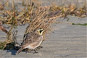 Strandleeuwerik-20190121g1280cYSXX4250.jpg