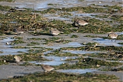 Filename=Strandleeuwerik-20190121g1440aYSXX4114.jpg
Filesize=897KiB
Dimensions=1280x960
Date added=Jan 21, 2019 Strandleeuwerik-20190121g1440aYSXX4114.jpg