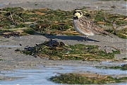 Filename=Strandleeuwerik-20190121g1440aYSXX4230.jpg
Filesize=887KiB
Dimensions=1280x960
Date added=Jan 21, 2019 Strandleeuwerik-20190121g1440aYSXX4230.jpg