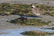 Strandleeuwerik-20190121g1440aYSXX4230.jpg