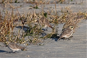 Filename=Strandleeuwerik-20190121g1440aYSXX4250.jpg
Filesize=960KiB
Dimensions=1280x960
Date added=Jan 21, 2019 Strandleeuwerik-20190121g1440aYSXX4250.jpg