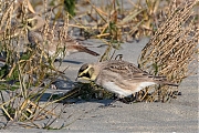 Strandleeuwerik-20190121g1440aYSXX4252.jpg