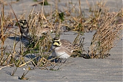 Filename=Strandleeuwerik-20190121g1440aYSXX4255.jpg
Filesize=1013KiB
Dimensions=1280x960
Date added=Jan 21, 2019 Strandleeuwerik-20190121g1440aYSXX4255.jpg
