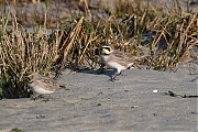 Filename=Strandleeuwerik-20190121g1440aYSXX4259.jpg
Filesize=1016KiB
Dimensions=1280x960
Date added=Jan 21, 2019 Strandleeuwerik-20190121g1440aYSXX4259.jpg