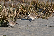 Strandleeuwerik-20190121g1440aYSXX4259.jpg