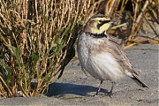 Filename=Strandleeuwerik-20190121g1440aYSXX4272.jpg
Filesize=1056KiB
Dimensions=1280x960
Date added=Jan 21, 2019 Strandleeuwerik-20190121g1440aYSXX4272.jpg