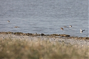 Strandleeuwerik-20190121g1440aYSXX4330.jpg