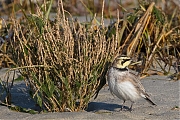 Filename=Strandleeuwerik-20190121g1440bYSXX4272.jpg
Filesize=1107KiB
Dimensions=1280x960
Date added=Jan 21, 2019 Strandleeuwerik-20190121g1440bYSXX4272.jpg