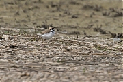 Strandplevier-20120519g800IMG_5519a.jpg