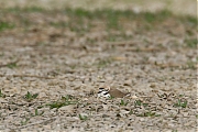 Strandplevier-20120602g800IMG_6255a.jpg