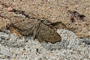 Streepjesdwergspanner-Eupithecia-intricata-20140515g800IMG_3529a~0.jpg