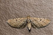 Filename=Streepjesdwergspanner-Eupithecia-intricata-20150605g1280IMG_9498a.jpg
Filesize=1260KiB
Dimensions=1280x960
Date added=Jun 05, 2015 Streepjesdwergspanner-Eupithecia-intricata-20150605g1280IMG_9498a.jpg