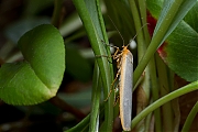 Streepkokerbeertje-Eilema-complana-20130802g800IMG_8396a.jpg