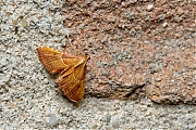 Filename=Strooiselmot-20150712g1280_MG_1118a.jpg
Filesize=1228KiB
Dimensions=1280x960
Date added=Jul 12, 2015 Strooiselmot-20150712g1280_MG_1118a.jpg