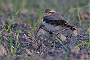 Tapuit-20130509-Hogerwaardpolder-g8007X1A7314a.jpg