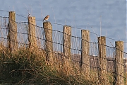 Filename=Tapuit-20210922g14401A1A1390acrfb-Colijnsplaat.jpg
Filesize=973KiB
Dimensions=1280x960
Date added=Feb 20, 2022 Tapuit-20210922g14401A1A1390acrfb-Colijnsplaat.jpg