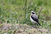 Filename=Tapuit-20220430g14401A1A4466acrfb-Hogerwaardpolder.jpg
Filesize=848KiB
Dimensions=1280x960
Date added=May 11, 2022 Tapuit-20220430g14401A1A4466acrfb-Hogerwaardpolder.jpg