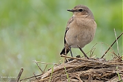 Filename=Tapuit-20240916g14401A1A7304apsvcrfb-Hogerwaardpolder.jpg
Filesize=734KiB
Dimensions=1280x960
Date added=Sep 28, 2024 Tapuit-20240916g14401A1A7304apsvcrfb-Hogerwaardpolder.jpg