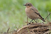 Filename=Tapuit-20240916g14401A1A7335apsvcrfb-Hogerwaardpolder.jpg
Filesize=826KiB
Dimensions=1280x960
Date added=Sep 28, 2024 Tapuit-20240916g14401A1A7335apsvcrfb-Hogerwaardpolder.jpg
