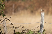 Tapuit-20250830g14401A1A2567avcrfb-Bleke-Heide.jpg