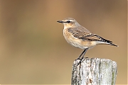 Tapuit-20250830g14401A1A2596avcrfb-Bleke-Heide.jpg