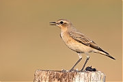 Tapuit-20260813g14401A1A6394avcrfb-Maatjes.jpg