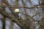 Filename=Tennisbal_20230317g14401A1A9851acrfb_Ardo.JPG
Filesize=557KiB
Dimensions=1280x854
Date added=Apr 18, 2023 Tennisbal_20230317g14401A1A9851acrfb_Ardo.JPG