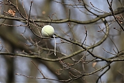 Tennisbal_20230317g14401A1A9851acrfb_Ardo.JPG