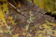 Filename=Tetragnathidae-20121130g800IMG_3227a.jpg
Filesize=417KiB
Dimensions=800x600
Date added=Dec 28, 2012 Tetragnathidae-20121130g800IMG_3227a.jpg