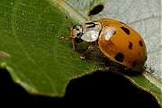 Tienstippelig-lieveheersbeestje-Adalia-decempunctata-20120909g800200IMG_0358b.jpg