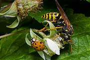 Tienstippelig-lieveheersbeestje-Adalia-decempunctata-20120909g800IMG_0340a.jpg